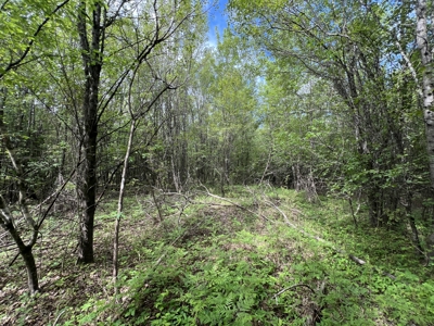 6.99+/- Wooded Acres with Pond For Sale in Higginson, AR - image 11