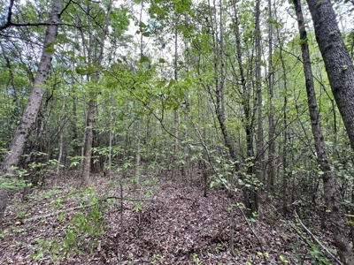 6.99+/- Wooded Acres with Pond For Sale in Higginson, AR - image 16