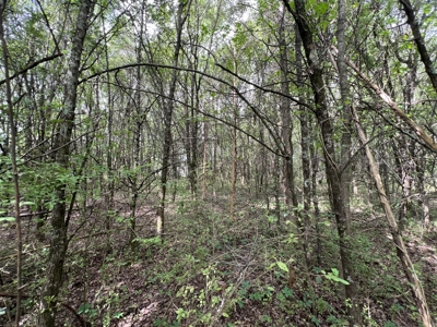 6.99+/- Wooded Acres with Pond For Sale in Higginson, AR - image 19