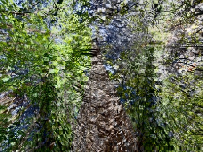 Hunting and Recreation Land For Sale in Tippah County, MS - image 4