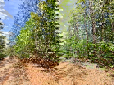 Hunting and Recreation Land For Sale in Tippah County, MS - image 8