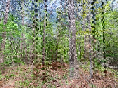 Hunting and Recreation Land For Sale in Tippah County, MS - image 14