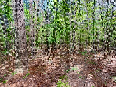 Hunting and Recreation Land For Sale in Tippah County, MS - image 3