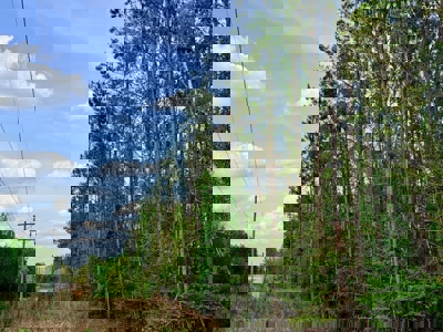 Hunting and Recreation Land For Sale in Tippah County, MS - image 21