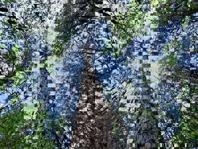 Hunting and Recreation Land For Sale in Tippah County, MS - image 10