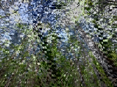 Hunting and Recreation Land For Sale in Tippah County, MS - image 12