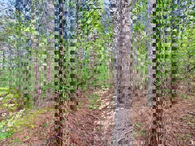 Hunting and Recreation Land For Sale in Tippah County, MS - image 9