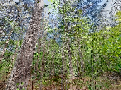 Hunting and Recreation Land For Sale in Tippah County, MS - image 7