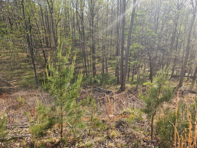 Land for Sale in Patrick County, VA - image 4