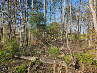 Land for Sale in Patrick County, VA - image 5