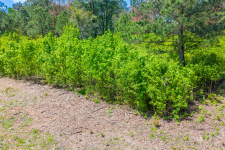 1.15 Acre Lot in Saddle Brook Union County FL – Build or Mobile H - image 2