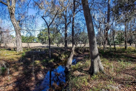 Land For Sale - Union County- North Florida - image 4