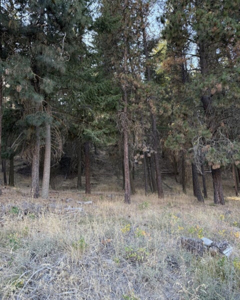 Scenic Wooded Acreage Lot in Naches, WA - image 3