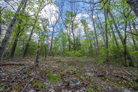 3.31 Acres Near Norfolk Lake and the White River | Mountain Home - image 14