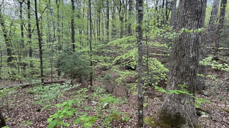 107± Acres of Prime Hunting Land with Mountain Views in Tennessee - image 8