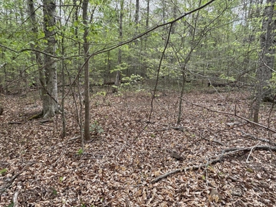 107± Acres of Prime Hunting Land with Mountain Views in Tennessee - image 4