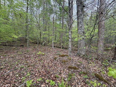 107± Acres of Prime Hunting Land with Mountain Views in Tennessee - image 47