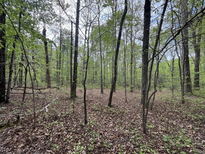 107± Acres of Prime Hunting Land with Mountain Views in Tennessee - image 23