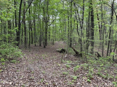 107± Acres of Prime Hunting Land with Mountain Views in Tennessee - image 24