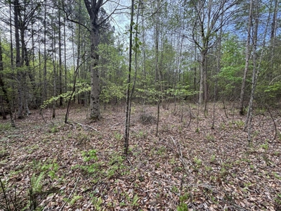 107± Acres of Prime Hunting Land with Mountain Views in Tennessee - image 20