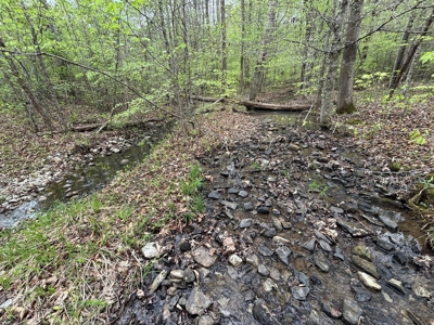 107± Acres of Prime Hunting Land with Mountain Views in Tennessee - image 46