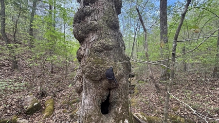 107± Acres of Prime Hunting Land with Mountain Views in Tennessee - image 12