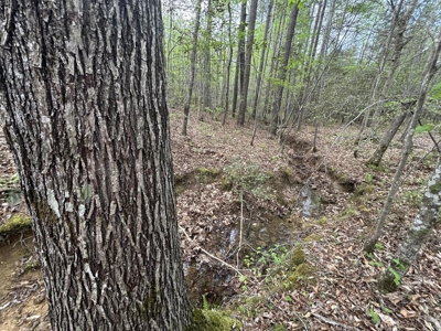 107± Acres of Prime Hunting Land with Mountain Views in Tennessee - image 19