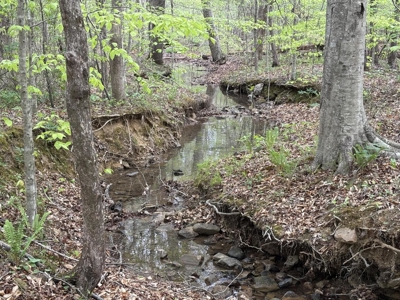 107± Acres of Prime Hunting Land with Mountain Views in Tennessee - image 49