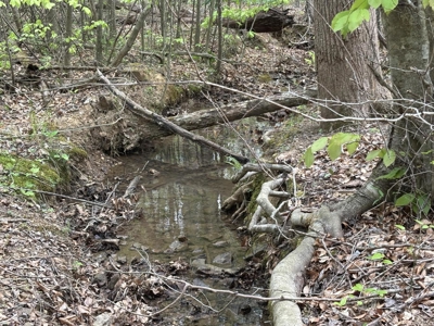 107± Acres of Prime Hunting Land with Mountain Views in Tennessee - image 5