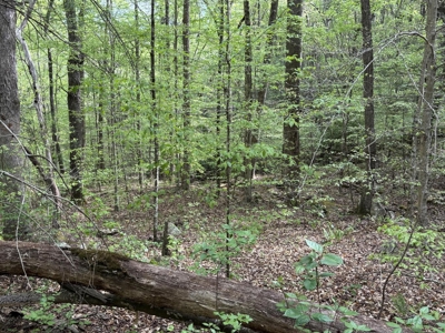 107± Acres of Prime Hunting Land with Mountain Views in Tennessee - image 22