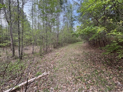 107± Acres of Prime Hunting Land with Mountain Views in Tennessee - image 14