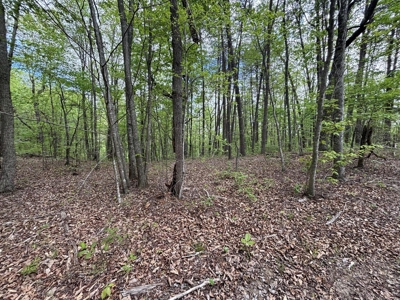 107± Acres of Prime Hunting Land with Mountain Views in Tennessee - image 7