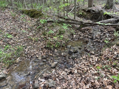 107± Acres of Prime Hunting Land with Mountain Views in Tennessee - image 6