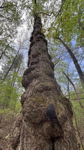 107± Acres of Prime Hunting Land with Mountain Views in Tennessee - image 11