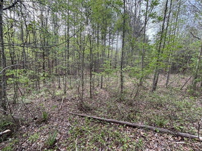 107± Acres of Prime Hunting Land with Mountain Views in Tennessee - image 15