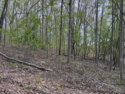 6.01 Private, Charming, Wooded Acres in a Prime TN Location - image 13