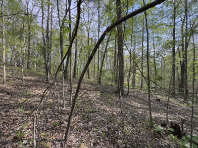 6.01 Private, Charming, Wooded Acres in a Prime TN Location - image 17