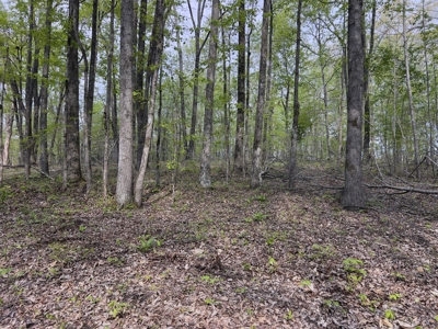 6.01 Private, Charming, Wooded Acres in a Prime TN Location - image 11