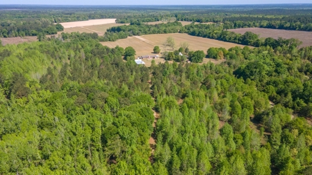 24 ac of farmland and timber in Barnwell County ready for you - image 40