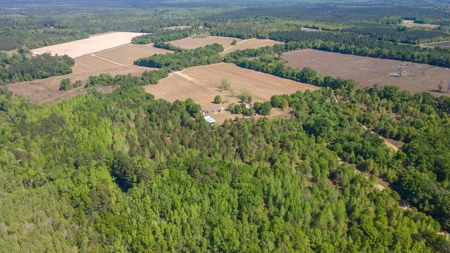 24 ac of farmland and timber in Barnwell County ready for you - image 41