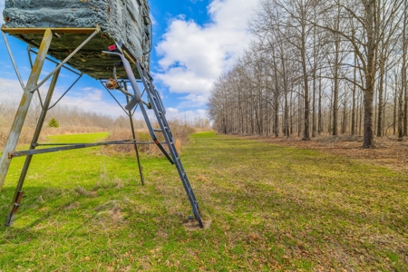 Tensas Parish Duck and Deer Hunting Property - image 15