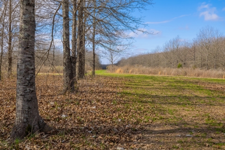 Tensas Parish Duck and Deer Hunting Property - image 9