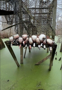 Tensas Parish Duck and Deer Hunting Property - image 22