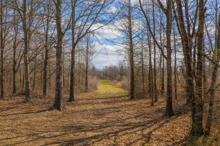 Tensas Parish Duck and Deer Hunting Property - image 8