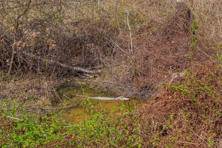 Tensas Parish Duck and Deer Hunting Property - image 14