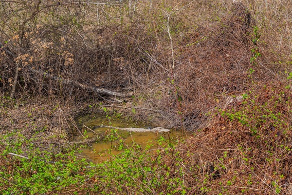Tensas Parish Duck and Deer Hunting Property