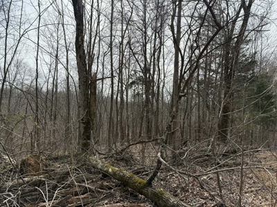 Unrestricted Lot in Albany, Kentucky - image 2