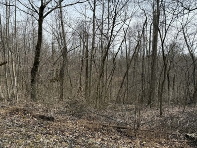 Unrestricted Lot in Albany, Kentucky - image 4