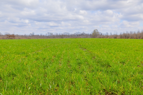 330+/- Acre Deer and Duck Hunting Property with a Camp