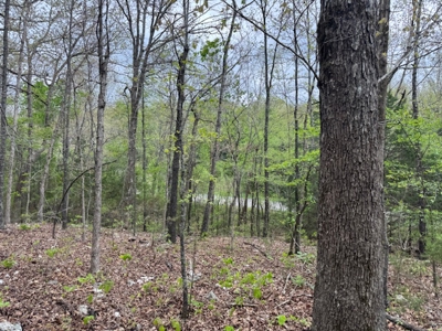Ozarks Wooded Property For Sale Mammoth Spring Arkansas - image 4